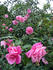 Le Vésuve, Cl. rose photo