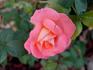 Deb's Delight rose photo