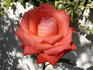 Malicorne ® rose photo
