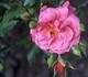 Derdinger Sommer rose photo