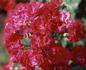 Dorloba rose photo