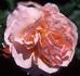 Douglas Gandy rose photo