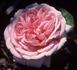 General John Pershing rose photo