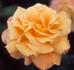 Glenfiddich rose photo