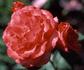 Grazia rose photo