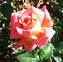 Marmalade rose photo