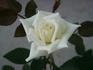 Wemcor rose photo