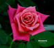 Monumental rose photo