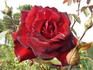 Madame Delbard ® rose photo