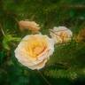 Lady Jane Grey ™ rose photo