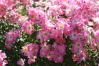 Cumbaya ® rose photo