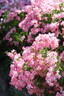 Cumbaya ® rose photo