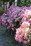 Cumbaya ® rose photo
