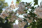 Baronin Anna von Lüttwitz rose photo