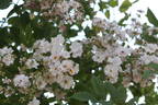 Baronin Anna von Lüttwitz rose photo