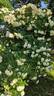 Malvern Hills ® rose photo