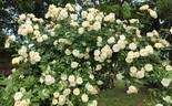 Malvern Hills ® rose photo