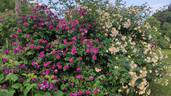 Russelliana rose photo