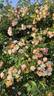 Treasure Trove rose photo