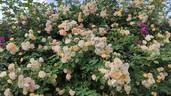 Treasure Trove rose photo