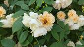 Treasure Trove rose photo