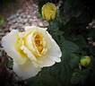 Eternal Flame rose photo