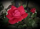 Double Knock Out rose photo