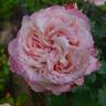 Happy Couple rose photo