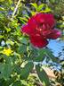 Guy Savoy rose photo