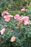 Simple Peach rose photo
