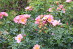 Simple Peach rose photo