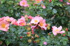Simple Peach rose photo
