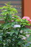 Simple Peach rose photo