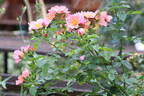 Simple Peach rose photo
