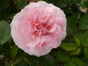 Calypso rose photo