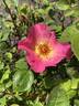 AKA 188-19.1 rose photo