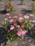 AKA 188-19.1 rose photo