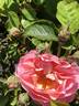 AKA 188-19.2 rose photo