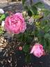 AKA 188-19.2 rose photo