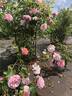 AKA 188-19.2 rose photo