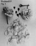 POUlren035 rose photo
