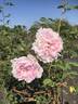 AKA 149-19 rose photo