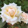 Étoile de Lyon rose photo