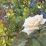 Étoile de Lyon rose photo