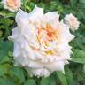 Étoile de Lyon rose photo