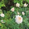 Étoile de Lyon rose photo