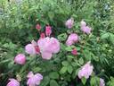 Cyd's Compassion rose photo