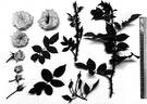 Heavenly Ascent rose photo