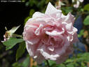 Madame Damaizin rose photo