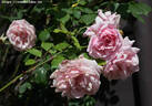 Madame Damaizin rose photo